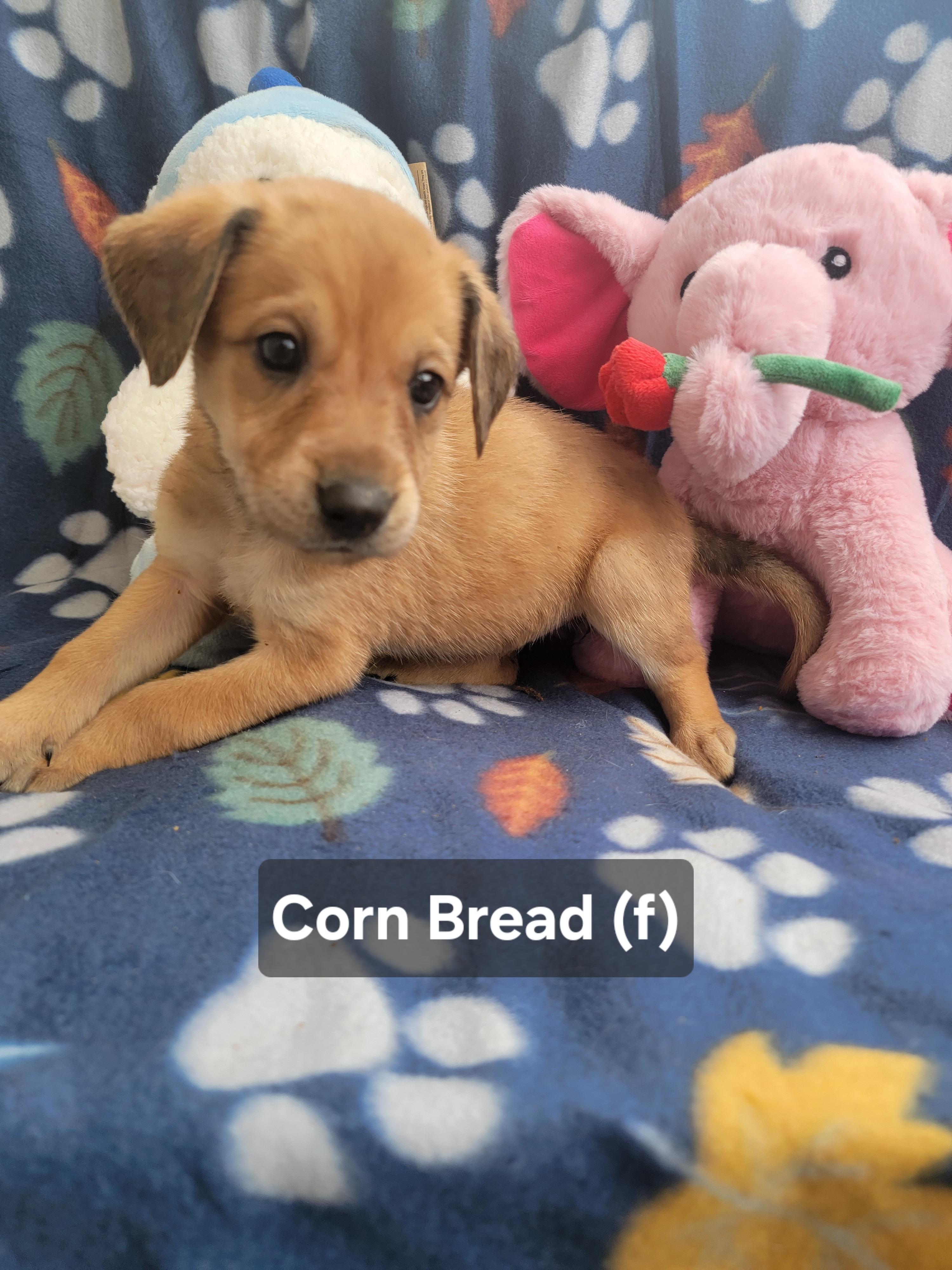 Enlarge Corn Bread, an adopted mixed breed in St. Augustine, FL image 1/6