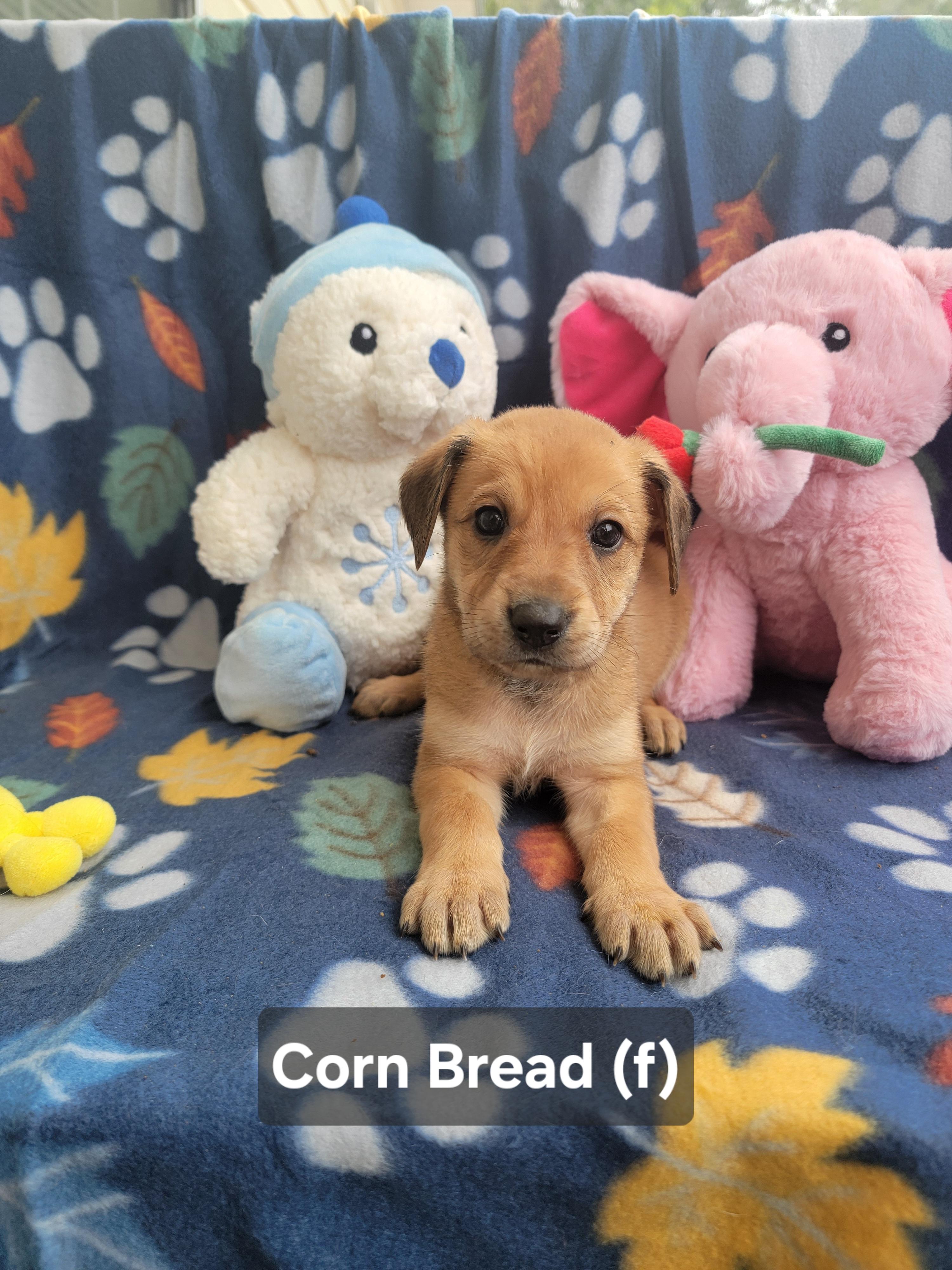 Enlarge Corn Bread, an adopted mixed breed in St. Augustine, FL image 5/6