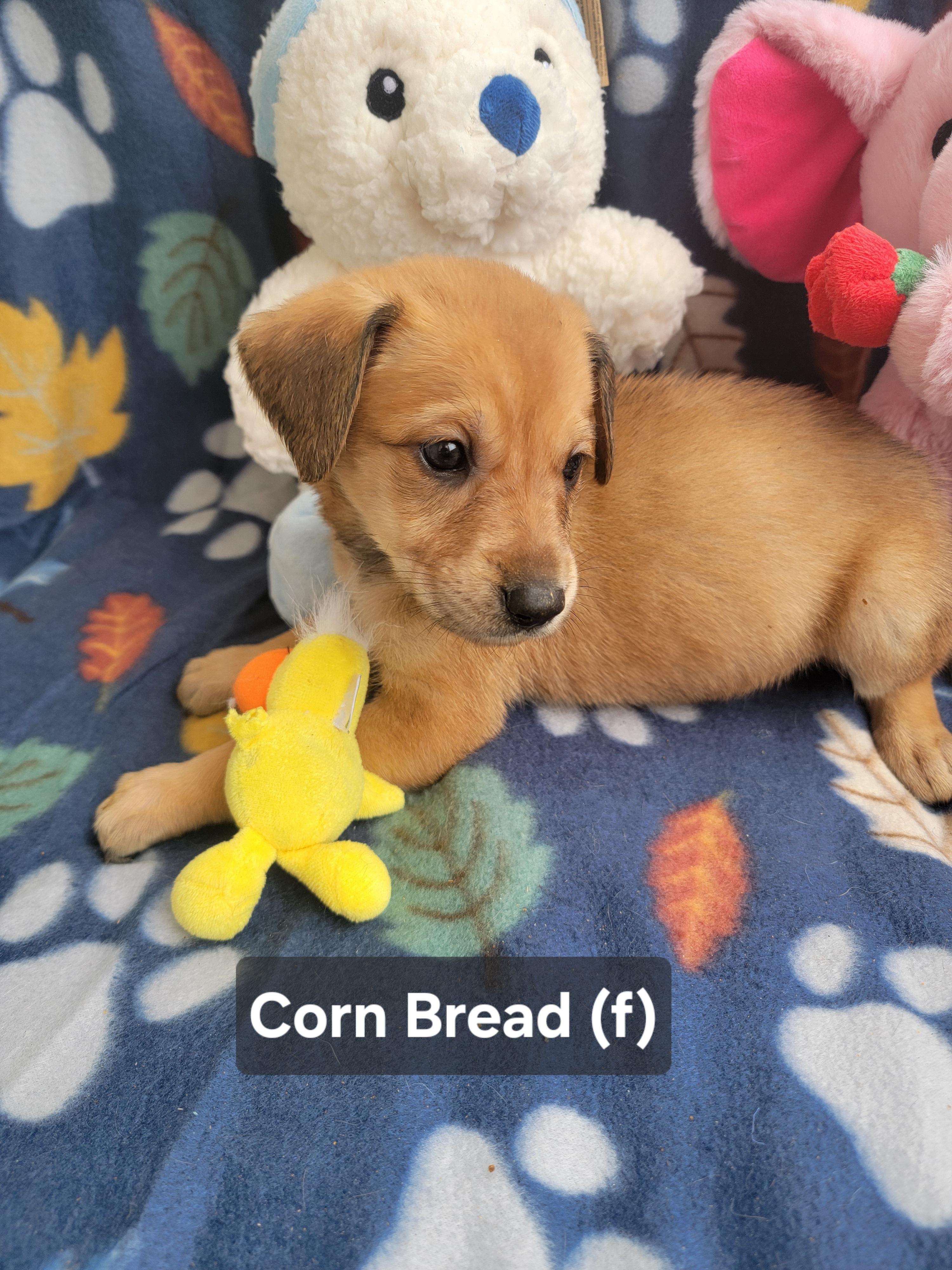Enlarge Corn Bread, an adopted mixed breed in St. Augustine, FL image 4/6