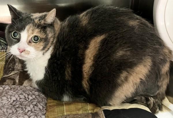 Callie, Adoptable, Senior Female Domestic Short Hair.