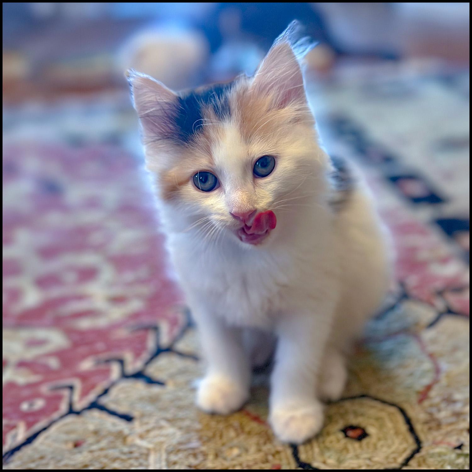 Lexie, adopted, Young Female Calico & Domestic Medium Hair.
