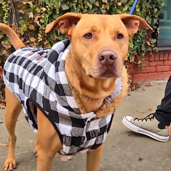 Jake, Adoptable, Adult Male Mixed Breed.