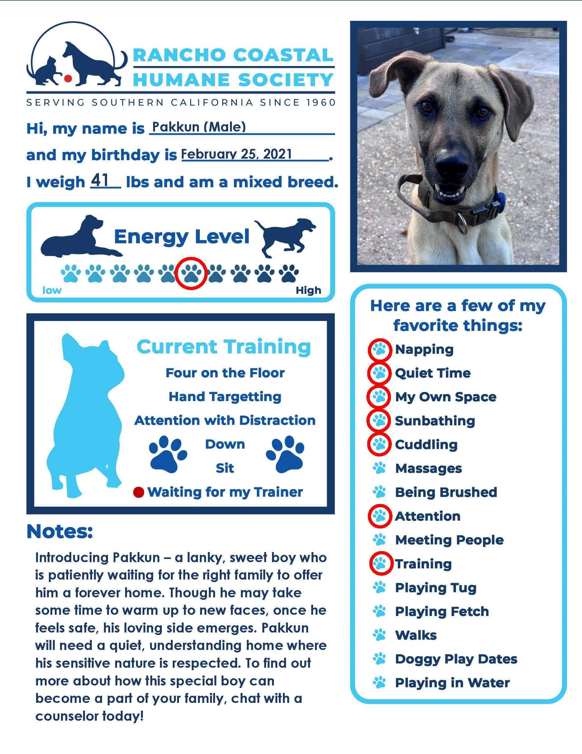 Pakkun, a Adoptable mixed breed in Encinitas, CA image 3/4