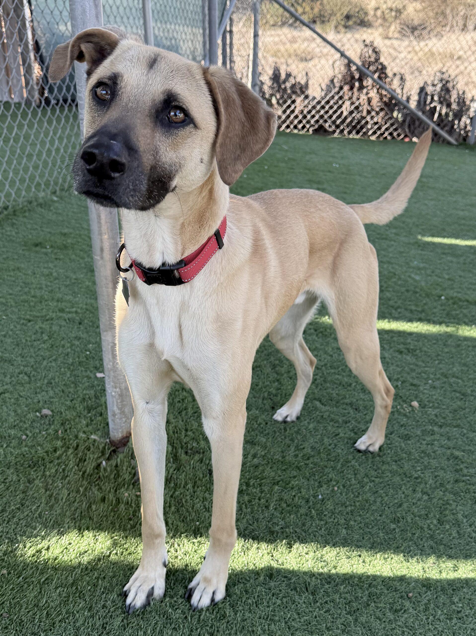 Pakkun, a Adoptable mixed breed in Encinitas, CA image 2/4