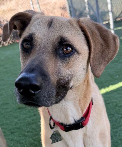 Pakkun, a Adoptable mixed breed in Encinitas, CA image 1/4