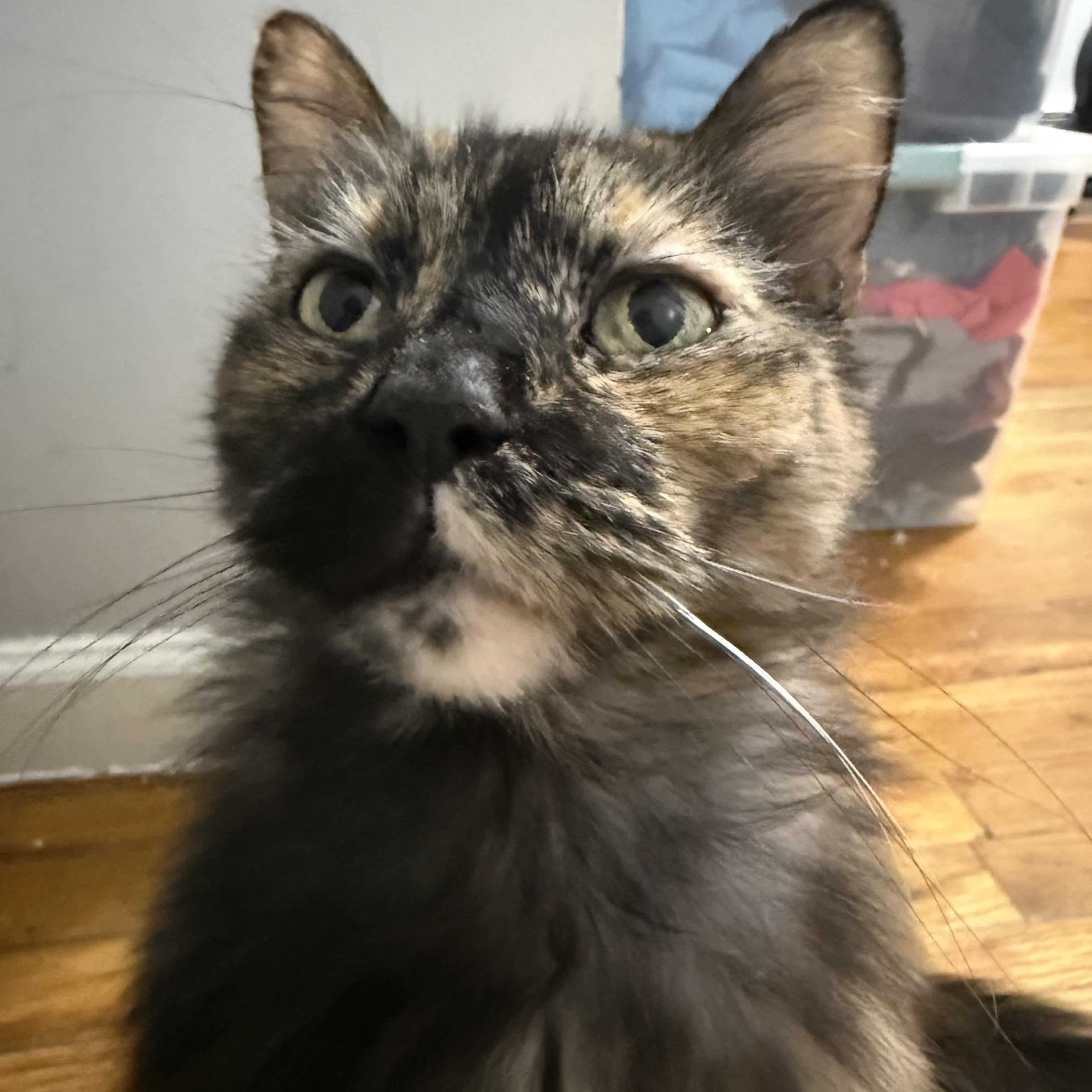 Enlarge Habear, a Adoptable Tortoiseshell in bronx, NY image 3/3
