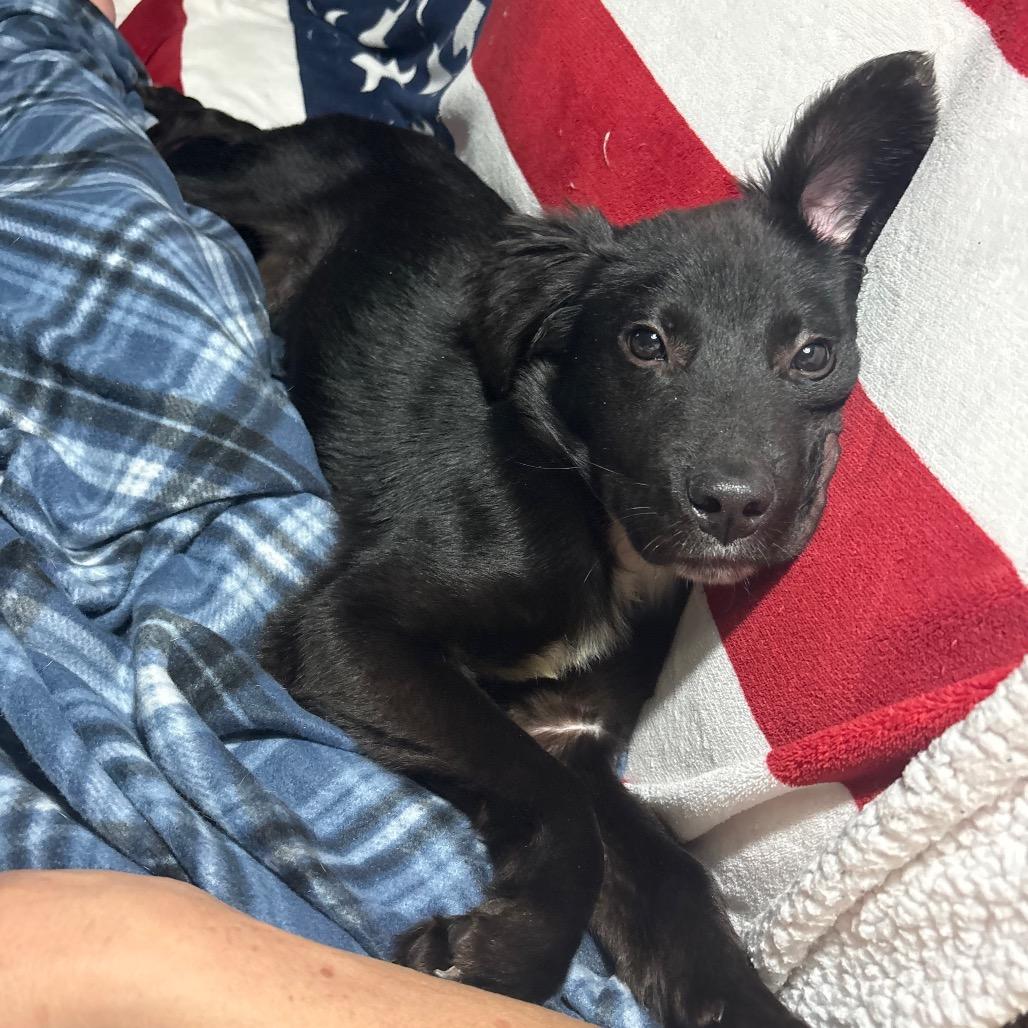 Gummy Bear, Adoptable, Young Male Border Collie.