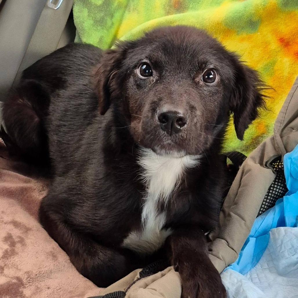 Enlarge Gummy Bear, a Adoptable mixed breed in Myrtle Beach, SC image 2/3