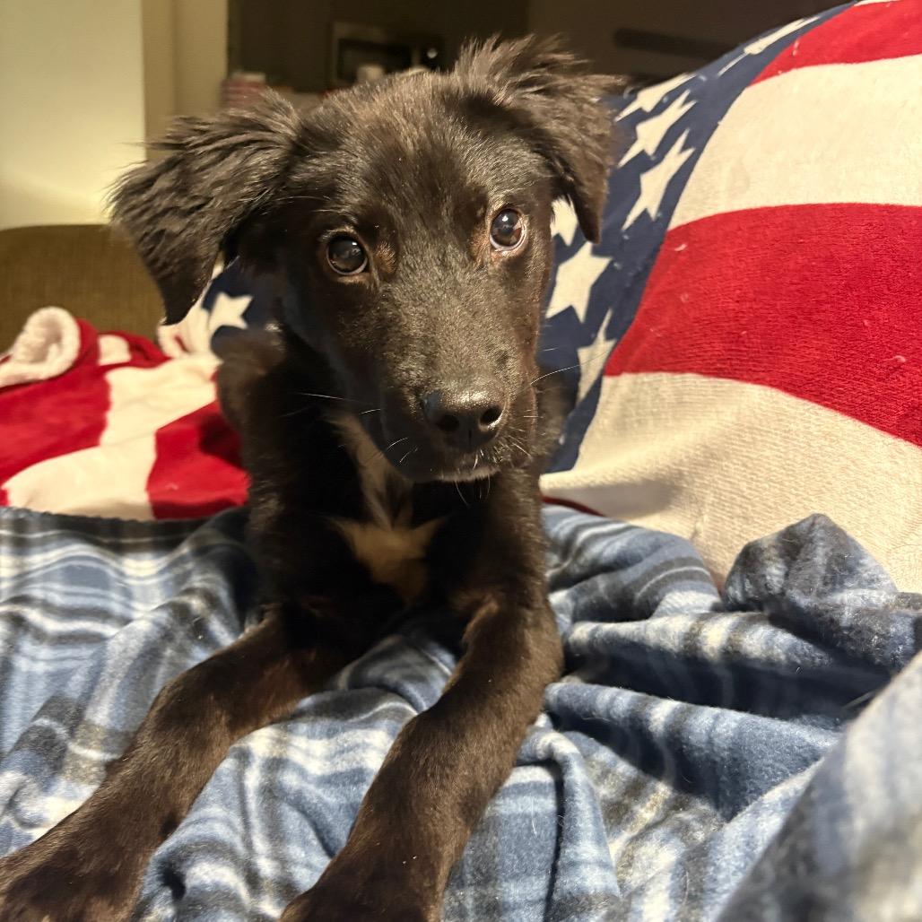 Enlarge Gummy Bear, a Adoptable mixed breed in Myrtle Beach, SC image 3/3