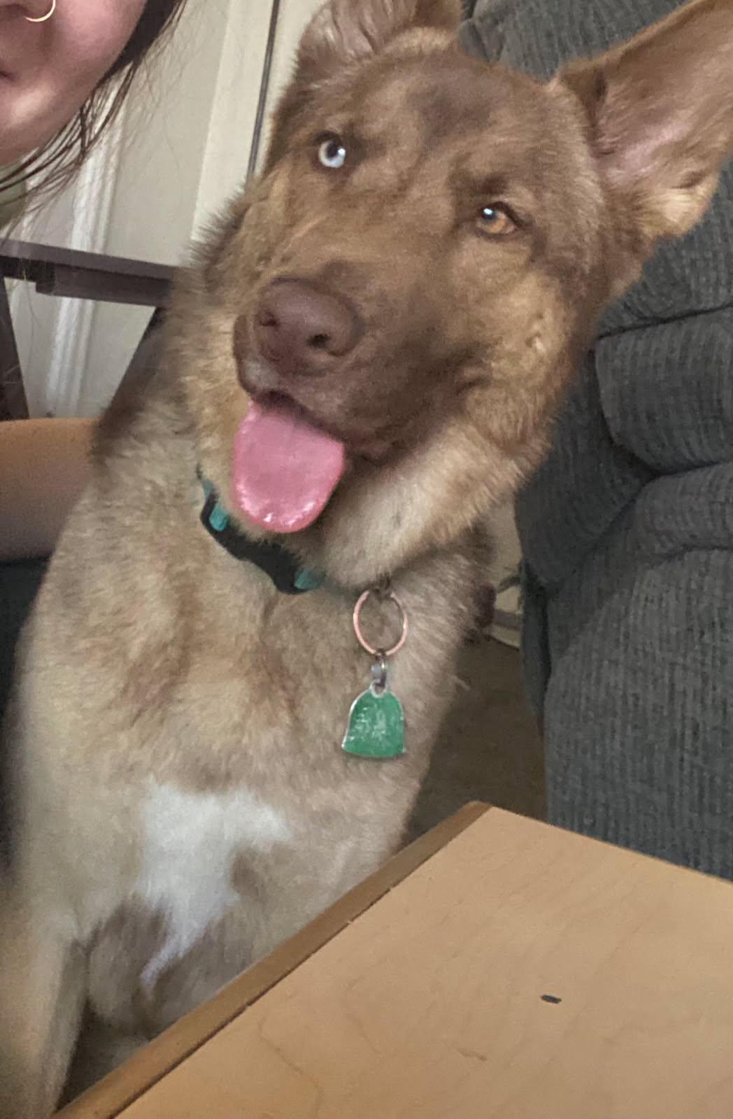 Enlarge Jerzie, a Adopted mixed breed in Albany, OR image 1/1