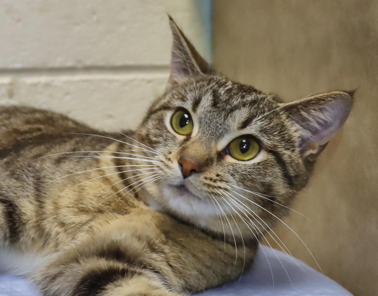Enlarge Winnie and Betty - Bonded Pair!, an adopted Tabby in Euclid, OH image 1/6
