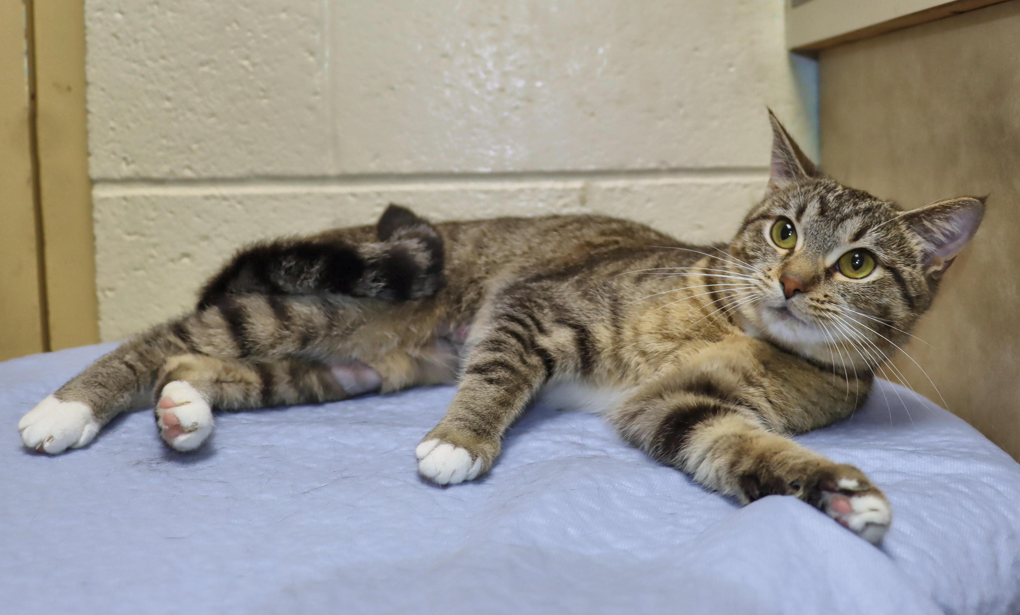 Enlarge Winnie and Betty - Bonded Pair!, an adopted Tabby in Euclid, OH image 5/6