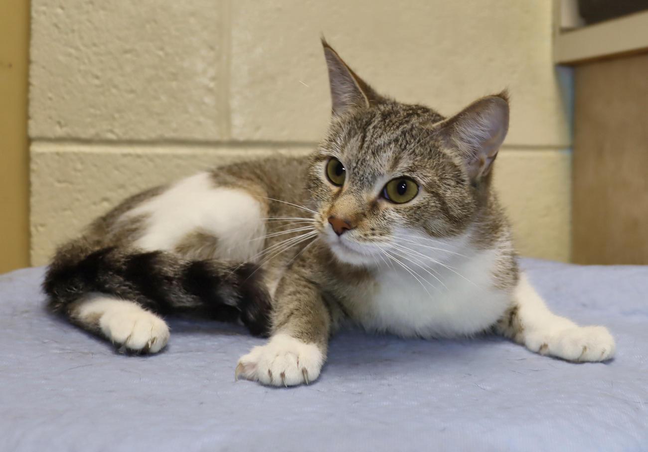 Enlarge Winnie and Betty - Bonded Pair!, an adopted Tabby in Euclid, OH image 6/6