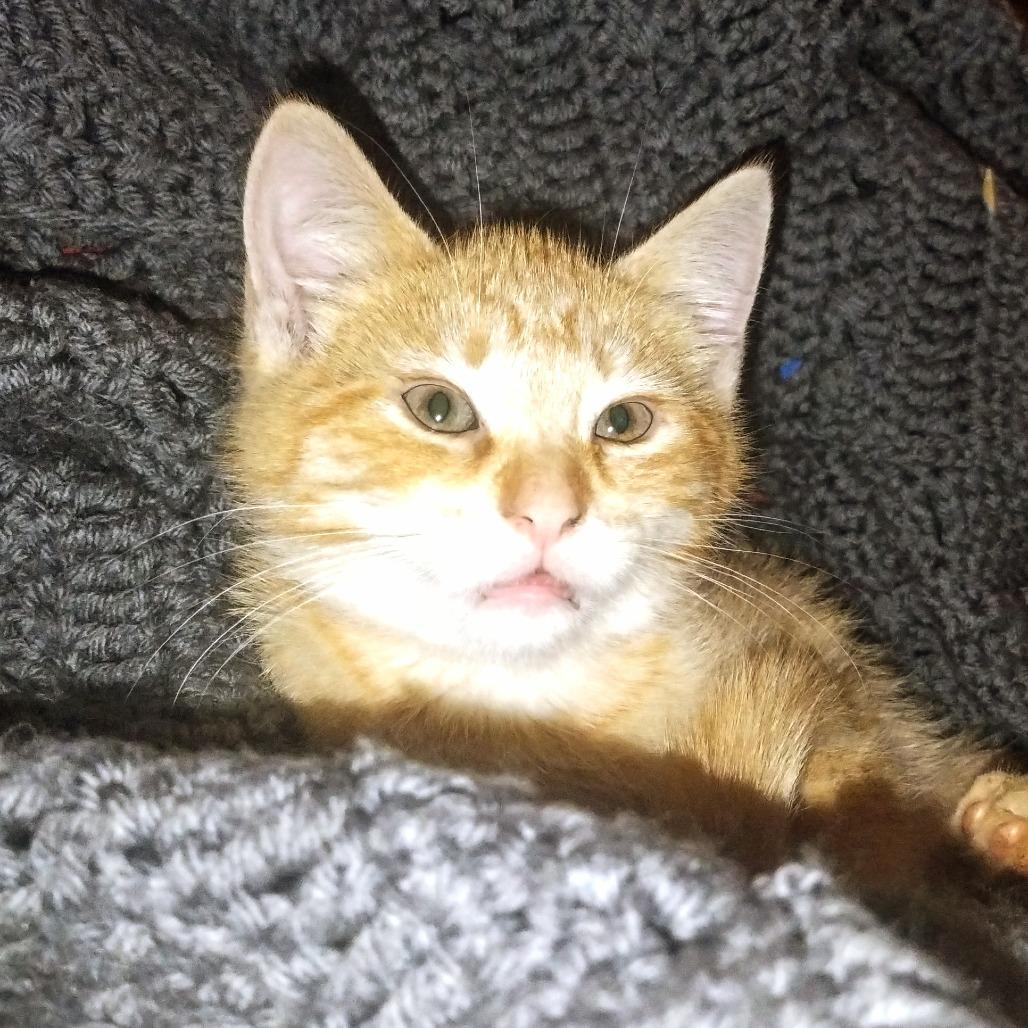 Enlarge Slice, a Adoptable Domestic Short Hair in Kansas City, MO image 2/2