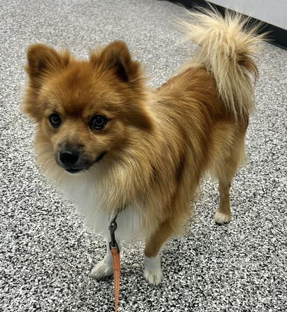 Levi, ADOPTABLE, Young Male Pomeranian.