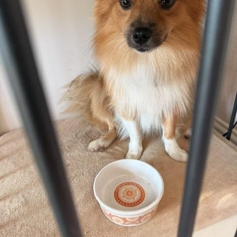 Enlarge Levi, a ADOPTABLE mixed breed in Redondo Beach, CA image 6/6