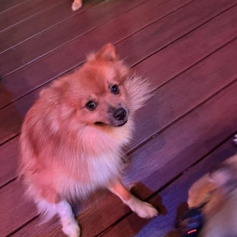 Enlarge Levi, a ADOPTABLE mixed breed in Redondo Beach, CA image 5/6