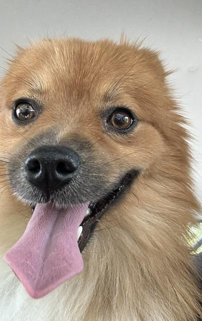 Enlarge Levi, a ADOPTABLE mixed breed in Redondo Beach, CA image 4/6