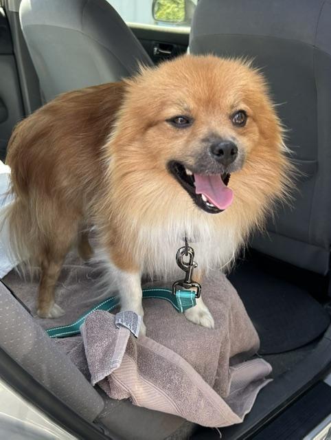 Enlarge Levi, a ADOPTABLE mixed breed in Redondo Beach, CA image 2/6