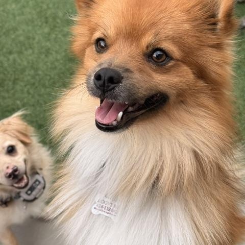 Enlarge Levi, a Adoptable mixed breed in Redondo Beach, CA image 1/5