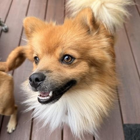 Enlarge Levi, a Adoptable mixed breed in Redondo Beach, CA image 4/5