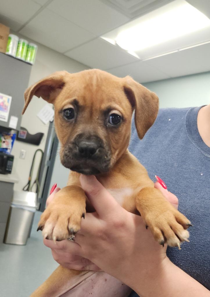 Apricot, Adoptable, Puppy Female Pit Bull Terrier.