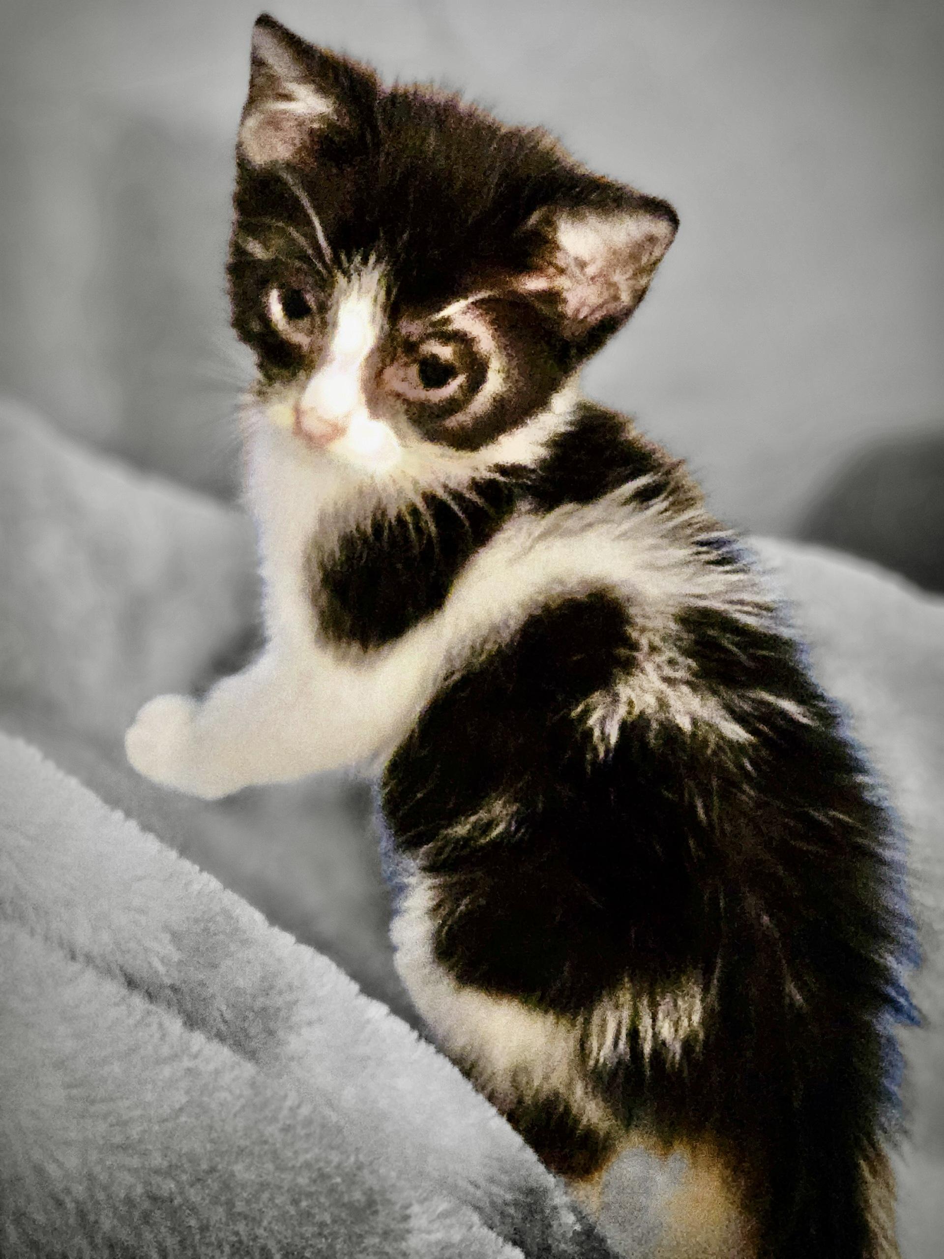 Figgy see her video, Adoptable, Young Female Domestic Short Hair.