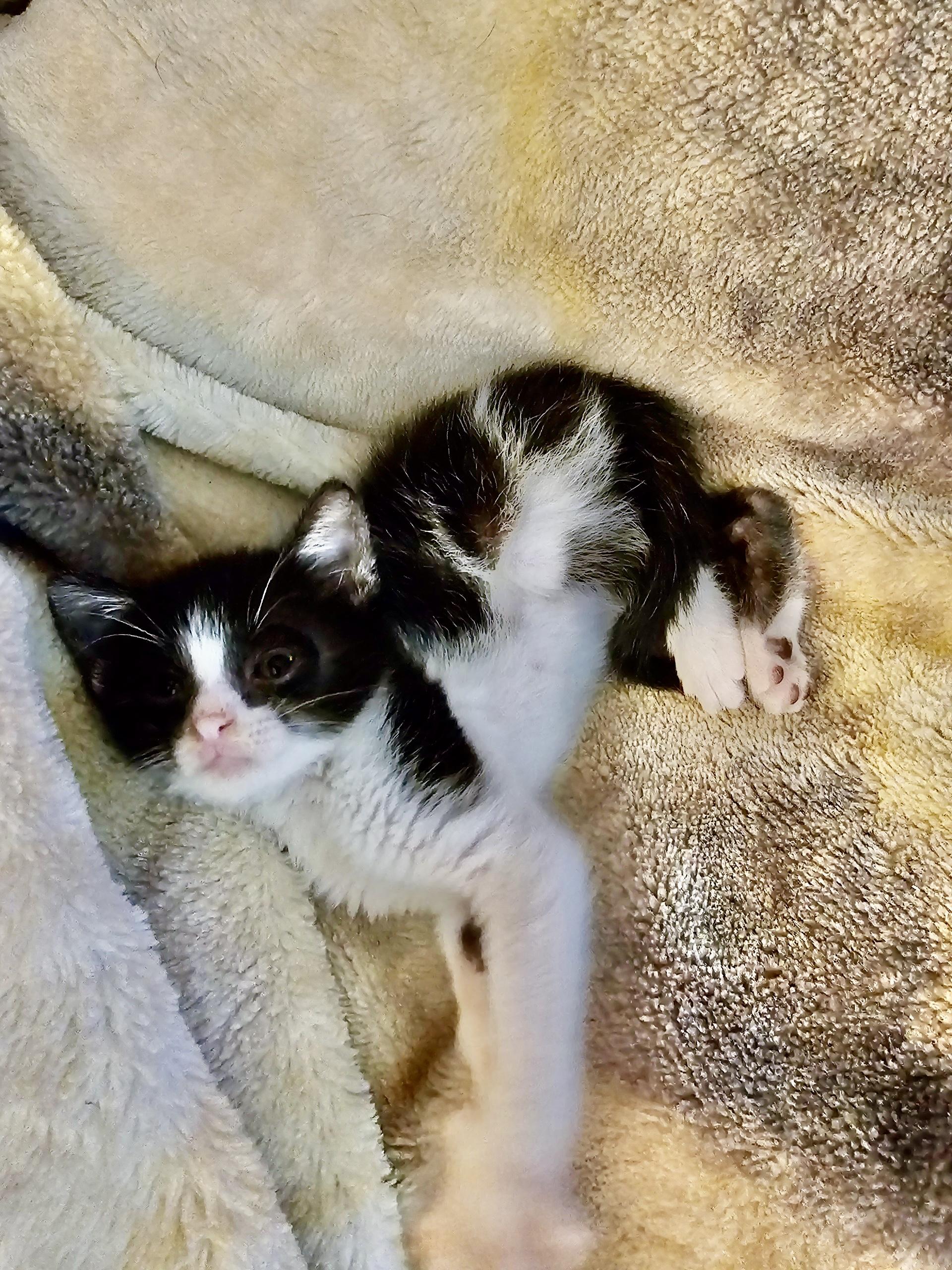 Enlarge Figgy see her video, a Adoptable Domestic Short Hair in Metairie, LA image 4/6