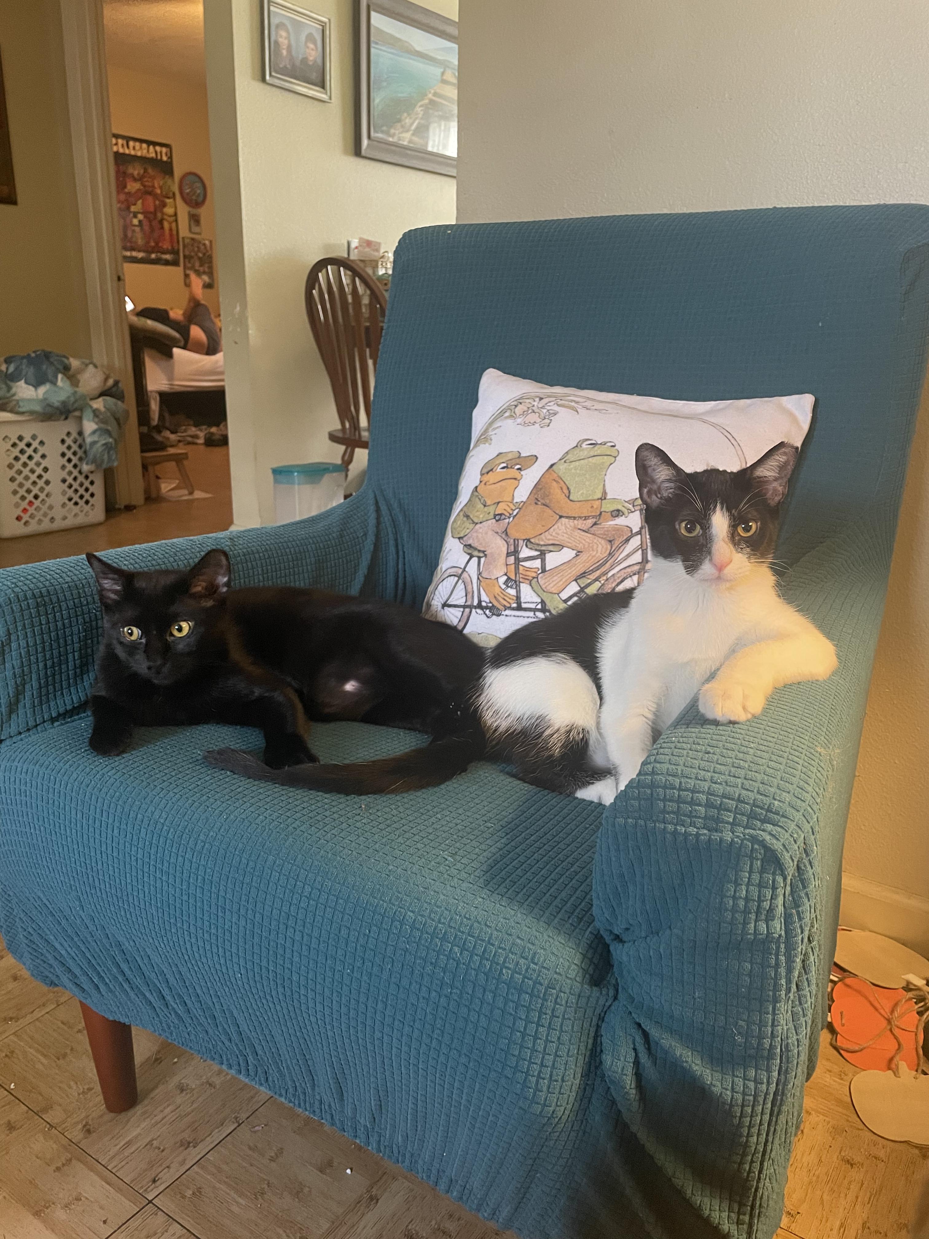 Figgy see her video, Adoptable, Young Female Domestic Short Hair.