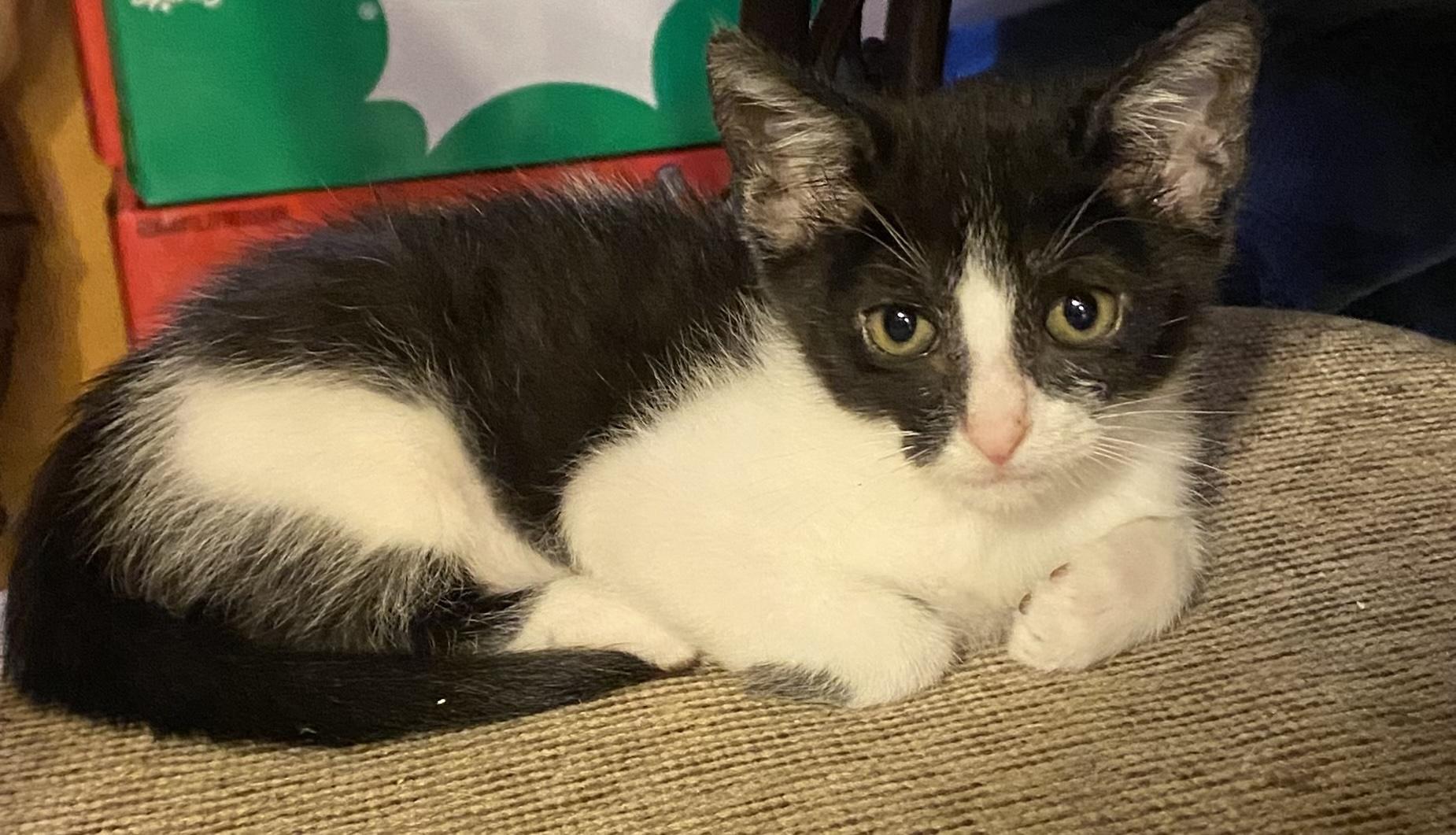 Enlarge Figgy see her video, a Adoptable Domestic Short Hair in Metairie, LA image 5/6