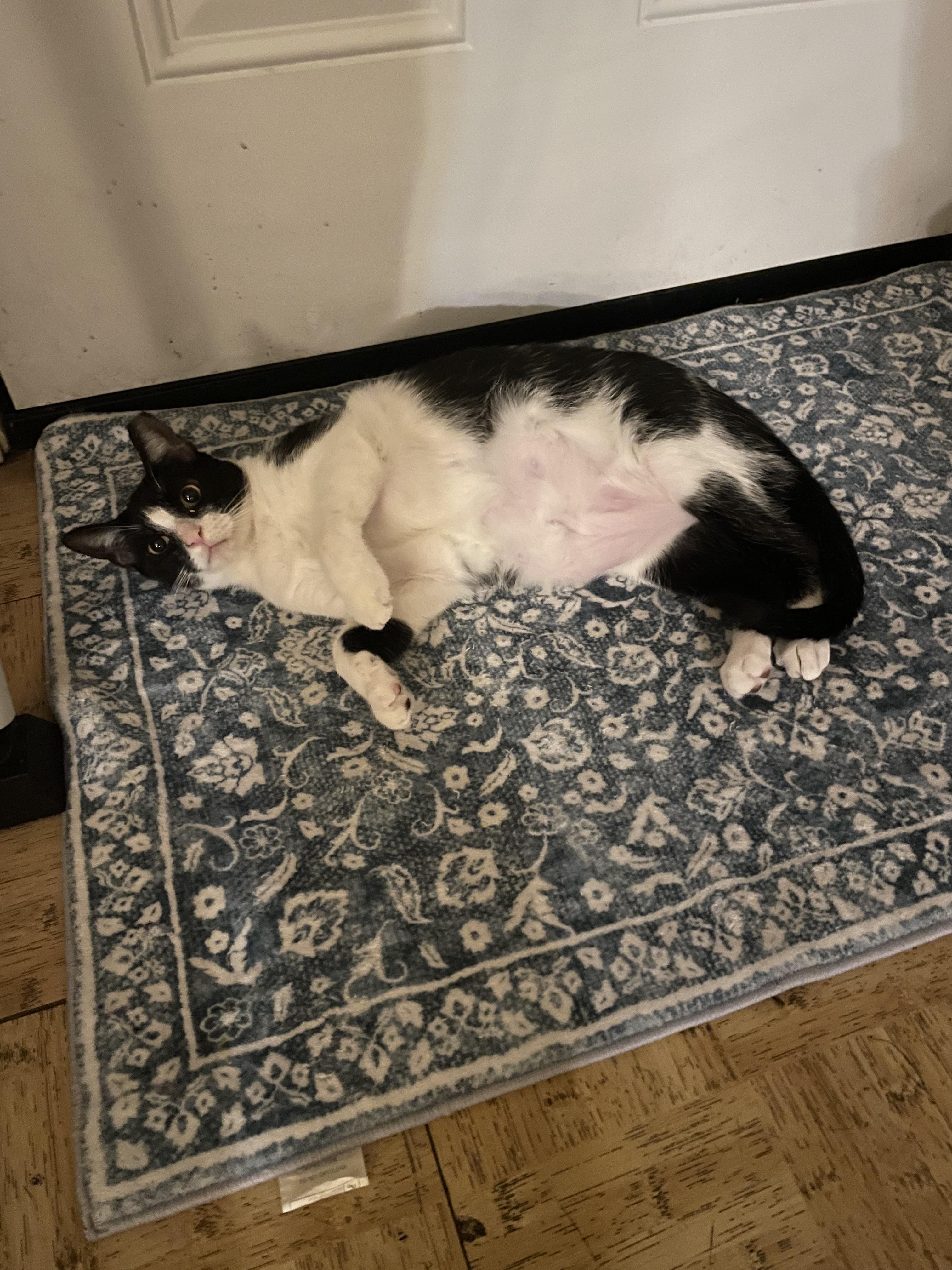 Enlarge Figgy see her video, a Adoptable Domestic Short Hair in Metairie, LA image 4/6