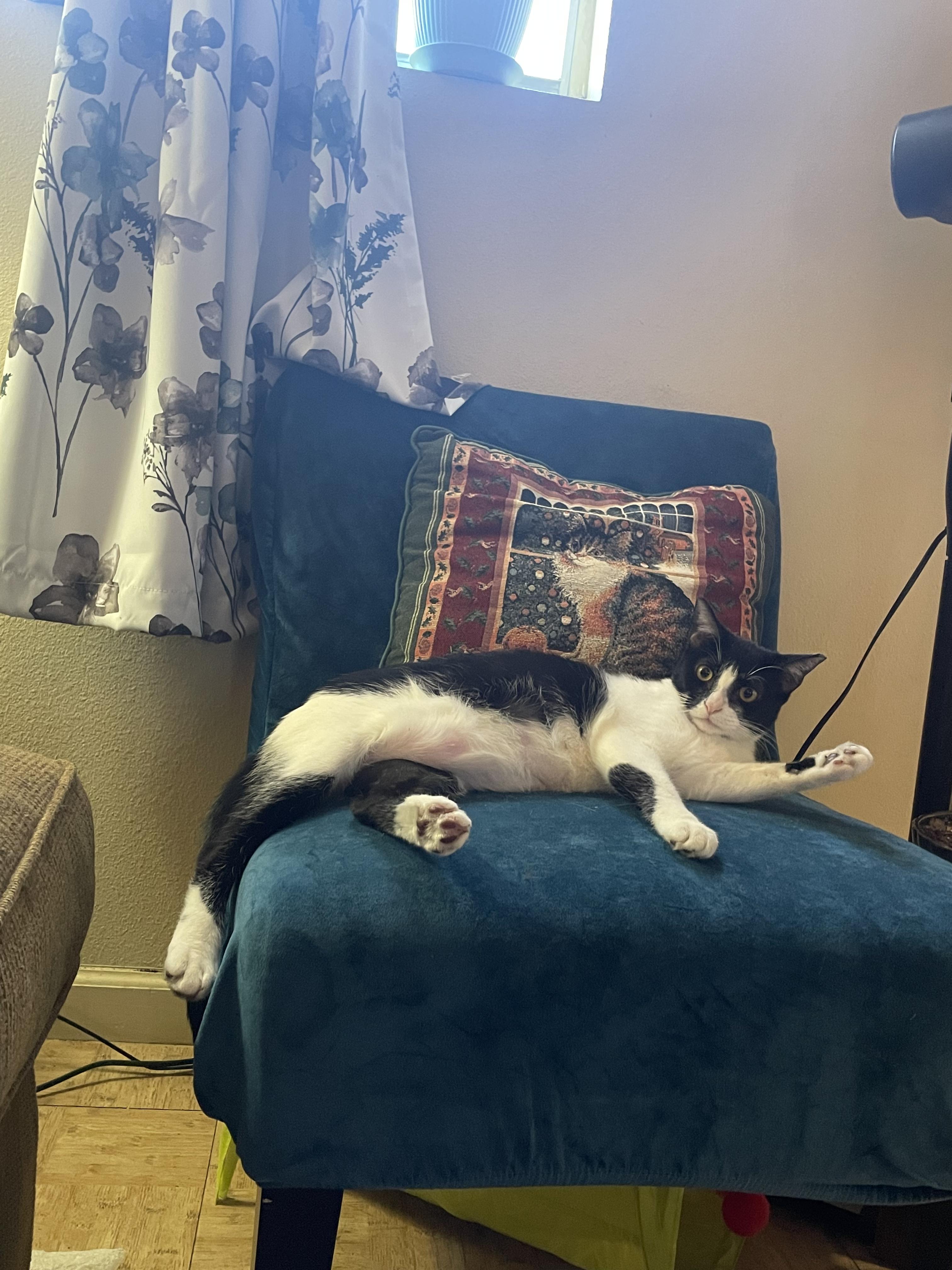 Enlarge Figgy see her video, a Adoptable Domestic Short Hair in Metairie, LA image 3/6