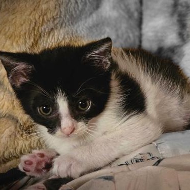 Enlarge Figgy see her video, a Adoptable Domestic Short Hair in Metairie, LA image 6/6