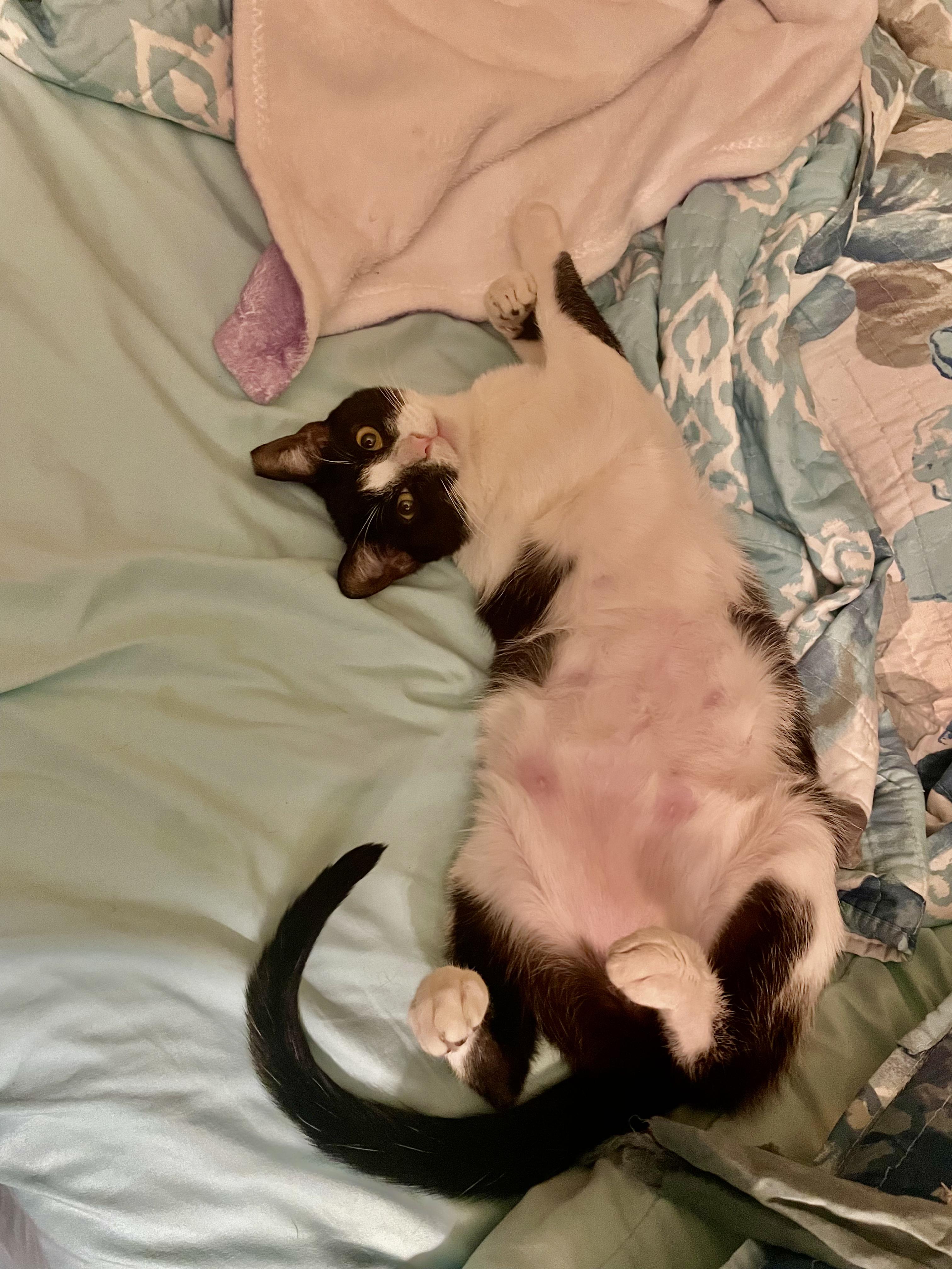 Enlarge Figgy see her video, a Adoptable Domestic Short Hair in Metairie, LA image 5/6