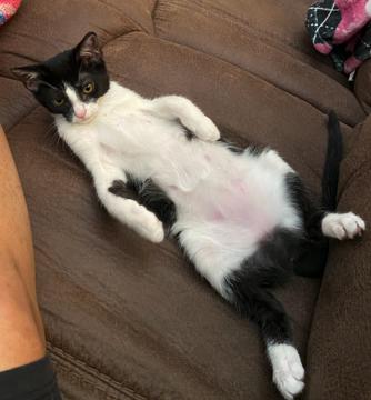 Enlarge Figgy see her video, a Adoptable Domestic Short Hair in Metairie, LA image 2/6