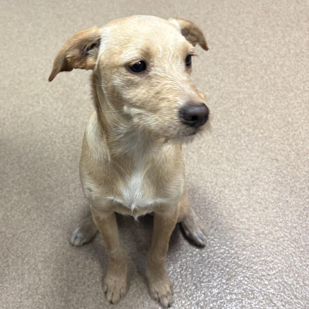 Enlarge Prissy, a Adoptable American Staffordshire Terrier in Hinesville, GA image 1/1