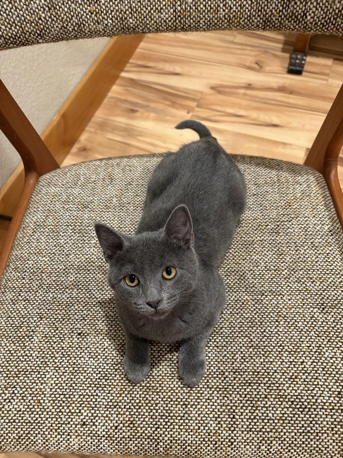 Clem, a Adoptable Domestic Short Hair in Laramie, WY image 2/3