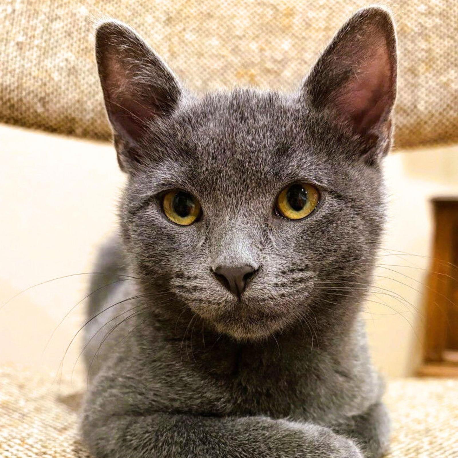Clem, a Adoptable Domestic Short Hair in Laramie, WY image 3/3