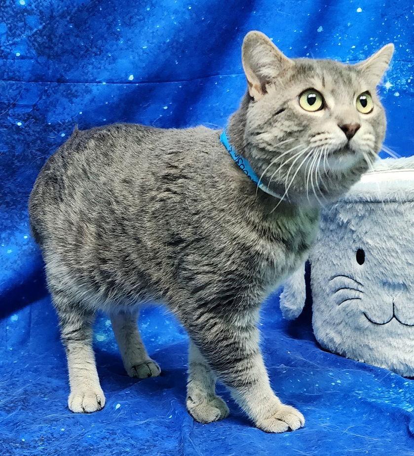 260036 Stormy, a Adoptable Domestic Short Hair in Wetumpka, AL image 1/3