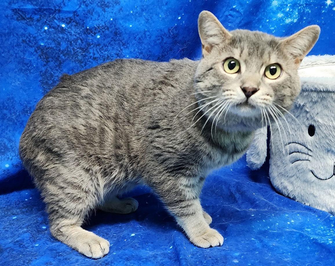260036 Stormy, a Adoptable Domestic Short Hair in Wetumpka, AL image 2/3