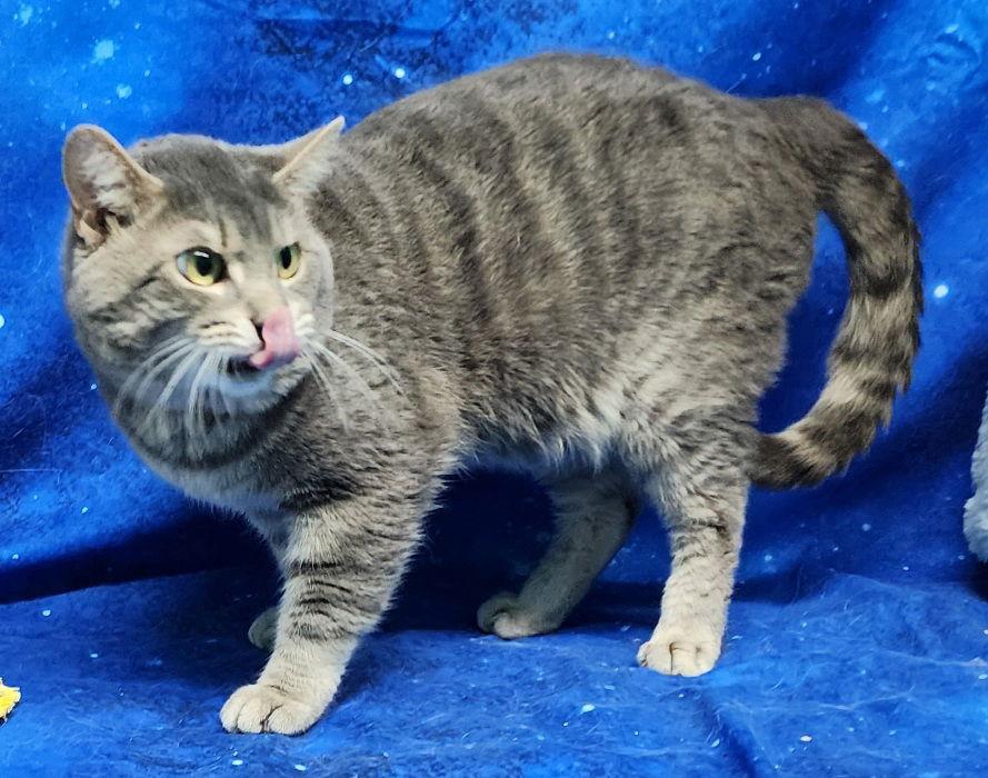 260036 Stormy, a Adoptable Domestic Short Hair in Wetumpka, AL image 3/3