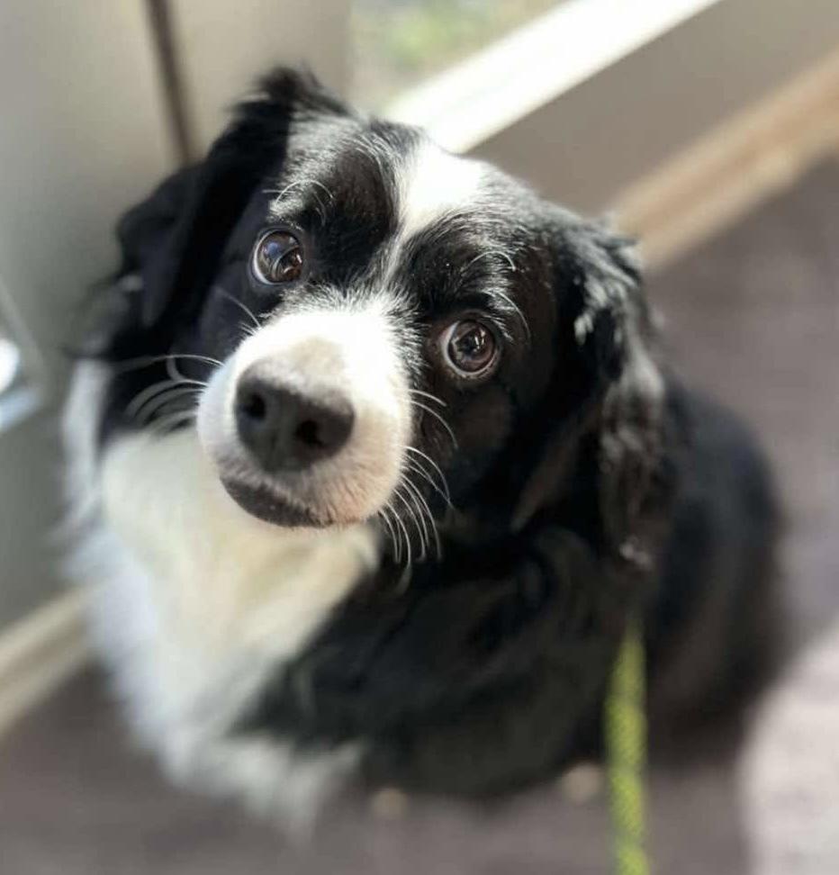 Kash, Adoptable, Adult Male Spaniel.