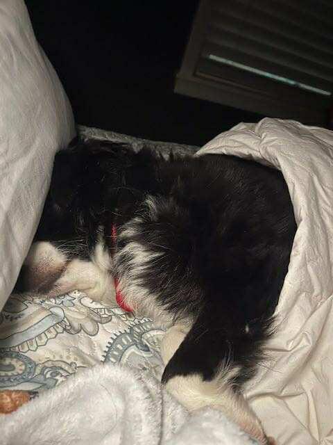 Kash, a Adoptable mixed breed in Aurora, CO image 2/5