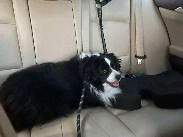 Kash, a Adoptable mixed breed in Aurora, CO image 3/5