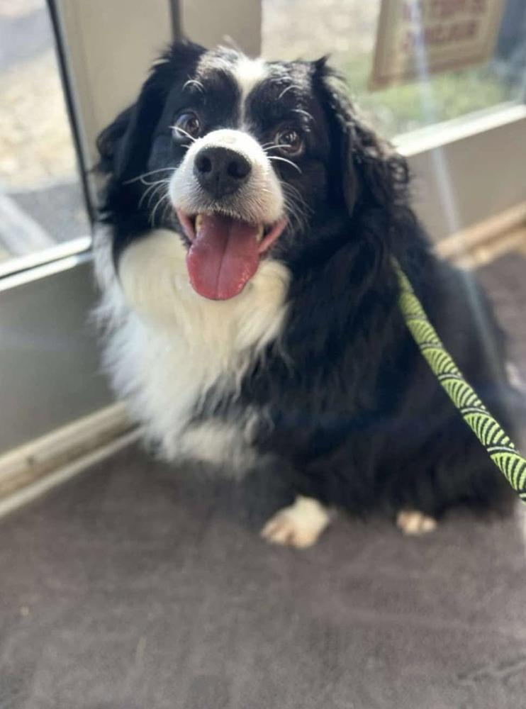 Kash, a Adoptable mixed breed in Aurora, CO image 4/5