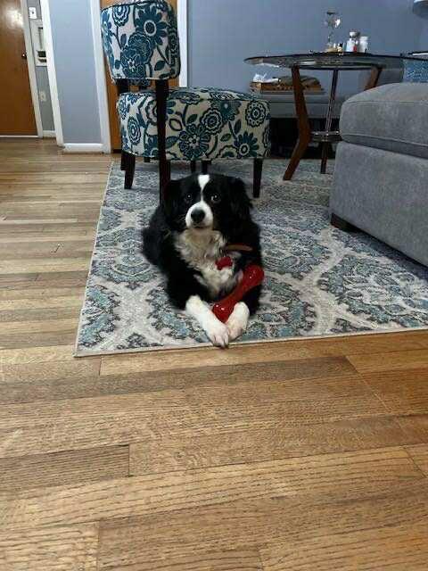 Kash, Adoptable, Adult Male Spaniel.