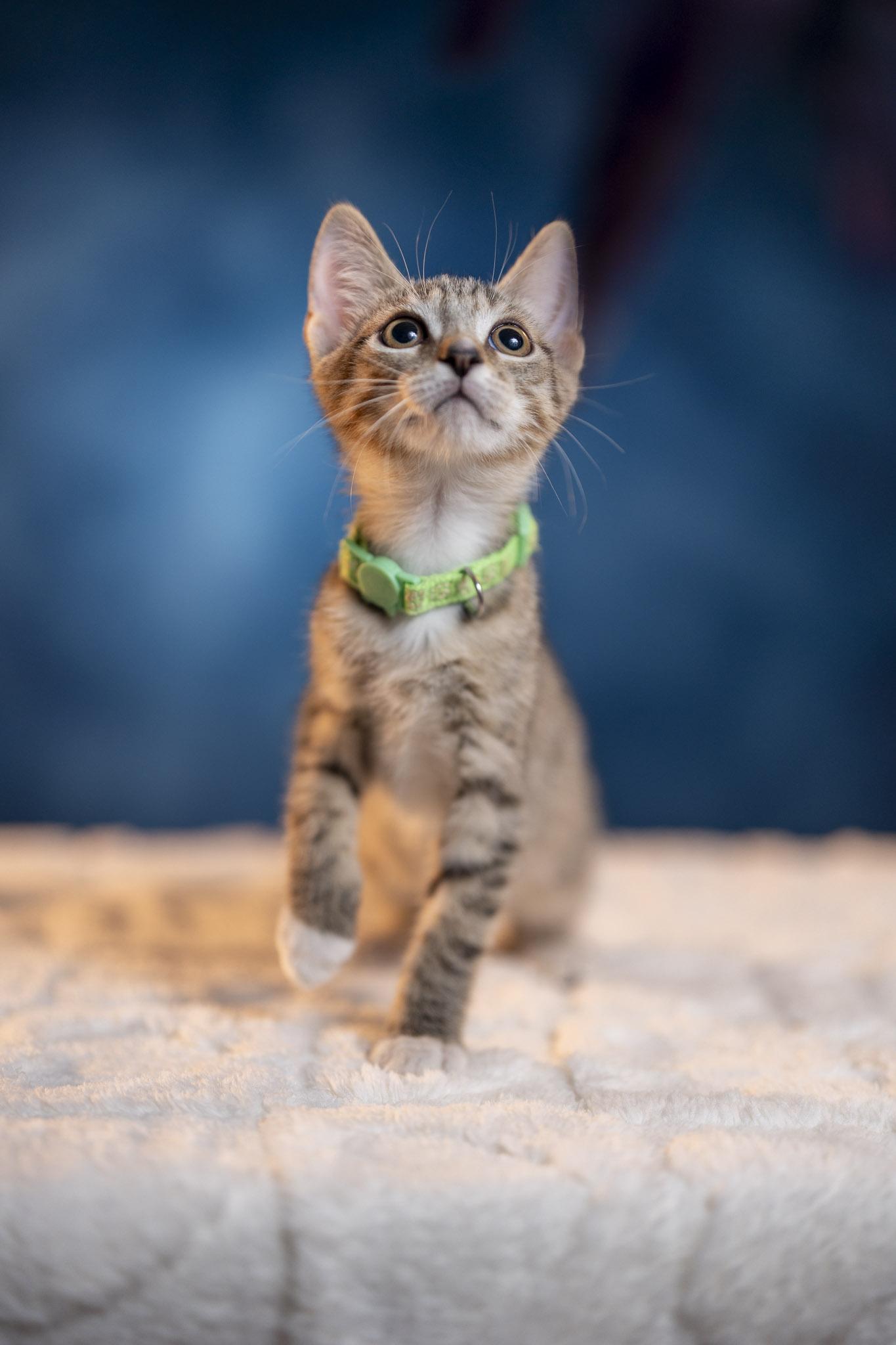 Chandler, a Adoptable Domestic Short Hair in Maitland, FL image 6/6