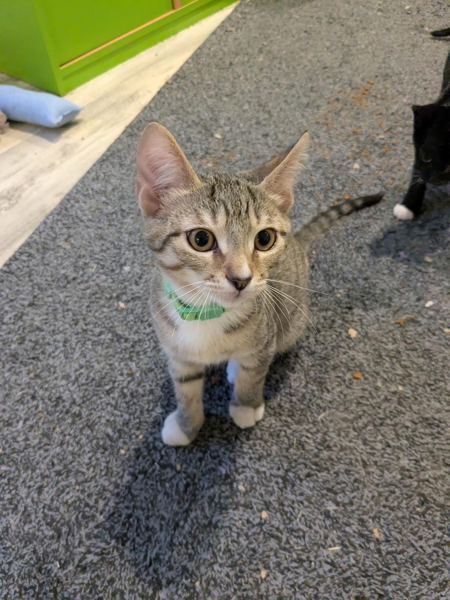 Chandler, a Adoptable Domestic Short Hair in Maitland, FL image 5/6