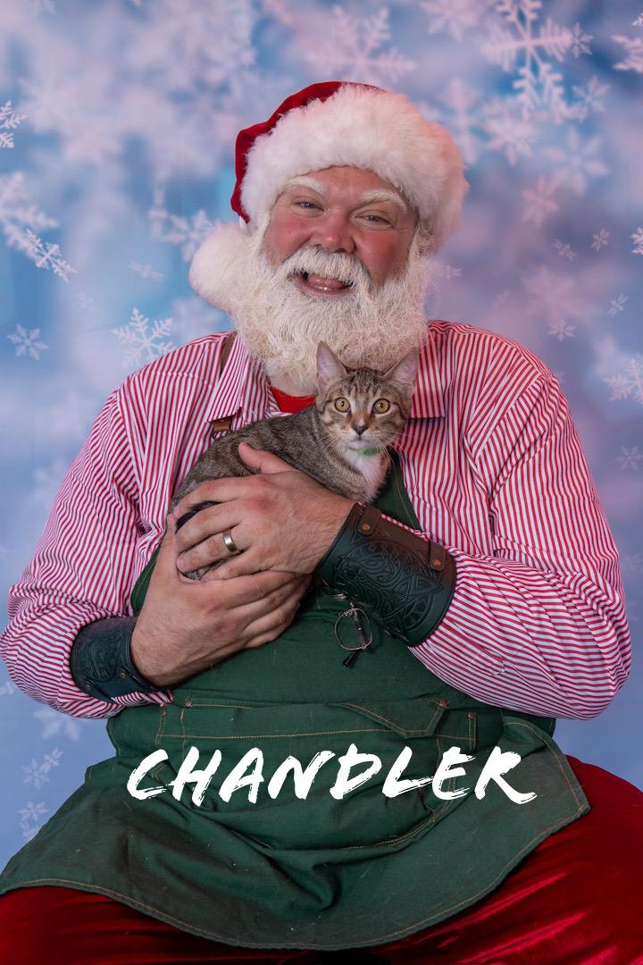 Chandler, a Adoptable Domestic Short Hair in Maitland, FL image 2/6