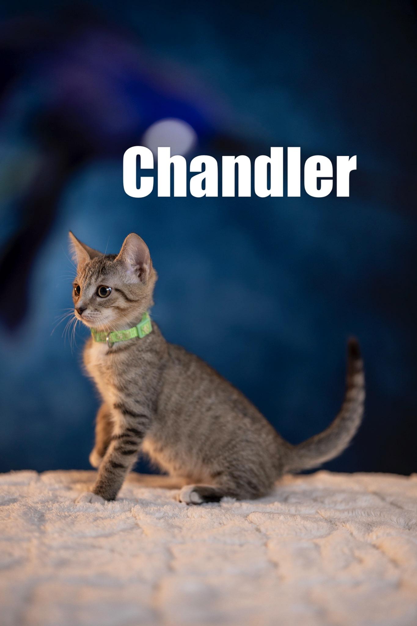 Chandler, a Adoptable Domestic Short Hair in Maitland, FL image 4/6